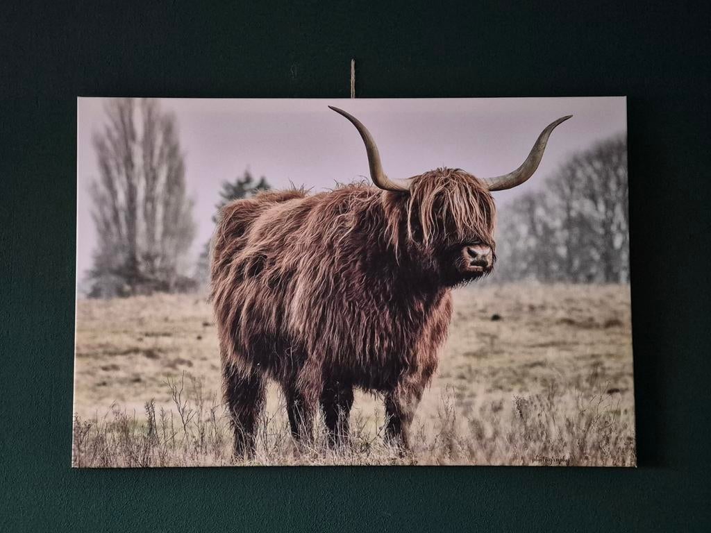 Schotse Hooglander canvas 120x80cm, Ophalen of Verzenden, 100 tot 125 cm, 75 cm of meer, Print