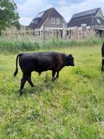Wagyu Stiertje, Mannelijk, 0 tot 2 jaar