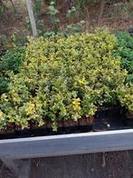 Euonymus fortunei 'Emerald 'n Gold, Tuin en Terras, Planten | Struiken en Hagen, Ophalen, Overige soorten, Minder dan 100 cm
