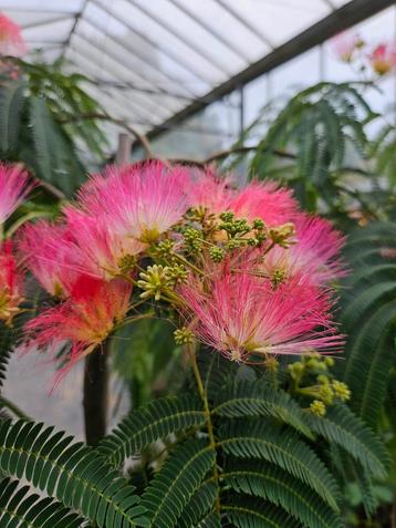 Albizia "Ishii Weeping" / Slaapboom / Treurvorm / zeldzaam‼️ beschikbaar voor biedingen