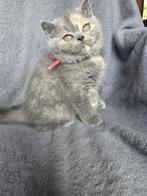 Super mooi poesje met stamboom Brits korthaar, Dieren en Toebehoren, Katten en Kittens | Raskatten | Korthaar, Poes, Gechipt, 0 tot 2 jaar