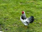 Wyandotte colombia zwart wit  hanen, Dieren en Toebehoren, Overige Dieren, Mei, Meerdere dieren