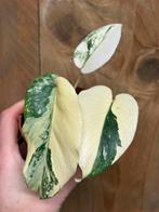 Monstera thai constellation plant creme brulee cream albo, Huis en Inrichting, Kamerplanten, Ophalen of Verzenden, Halfschaduw