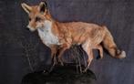 Opgezette vos NIEUW, Verzamelen, Dierenverzamelingen, Ophalen of Verzenden, Nieuw, Wild dier, Opgezet dier