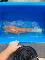 Koi karper, Dieren en Toebehoren, Vissen | Vijvervissen, Karper of Koi