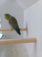 te koop koppel forpus coelestis, Dieren en Toebehoren, Meerdere dieren, Parkiet, Geringd