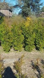 Coniferen Thuja te koop, Ophalen, Conifeer, Struik, 100 tot 250 cm