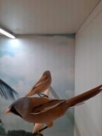 Baardmannetjes, Dieren en Toebehoren, Vogels | Overige Vogels, Meerdere dieren