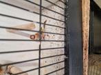 0-1 bruine parva putter pop mooi klein, Dieren en Toebehoren, Vogels | Overige Vogels, Vrouwelijk, Wildzangvogel, Geringd