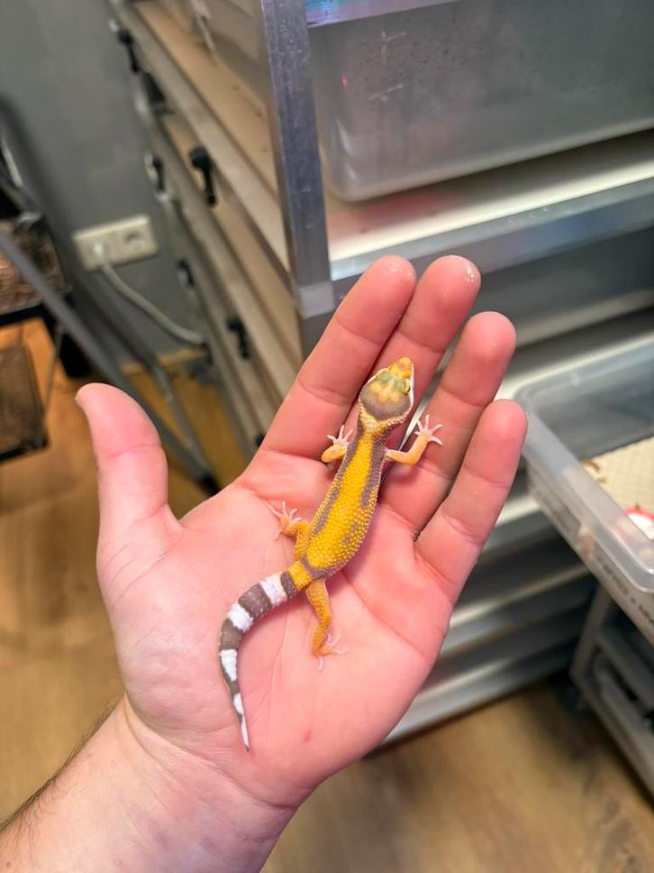 0.1 tremper luipaardgekko