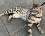 Herplaatster bengaal kater, Dieren en Toebehoren, Katten en Kittens | Raskatten | Korthaar, Kater, Gechipt, 3 tot 5 jaar