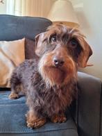 Staat ter dekking ruwhaar dwergteckel choco tan, Dieren en Toebehoren, Honden | Teckels en Dashonden, Reu, CDV (hondenziekte)