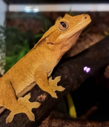 Terrarium + Wimpergekko vrouwtje Dibs beschikbaar voor biedingen