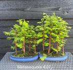 Japanse Bonsai buiten in diverse soorten en maten, In pot, Halfschaduw, Lente, Minder dan 100 cm