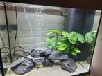 Juwel Lido 120 met juwel meubel Led verlichting nette staat, Dieren en Toebehoren, Vissen | Aquaria en Toebehoren, Ophalen, Gebruikt