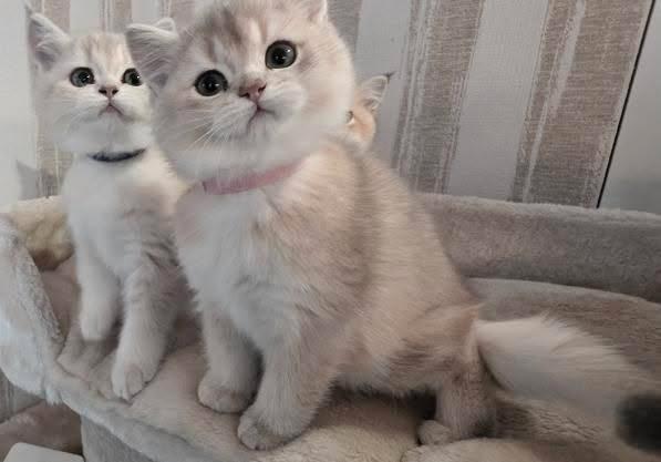 Schattige Britse Korthaar kittens op zoek naar een gezin, Dieren en Toebehoren, Katten en Kittens | Raskatten | Korthaar, Meerdere dieren