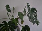 Monstera plant, Huis en Inrichting, Ophalen, Overige soorten