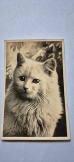 Oude wenskaart dier kat wit, Ophalen of Verzenden, 1940 tot 1960, Gelopen, Hond of Kat