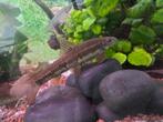 5x Siamese algeneter, Vis