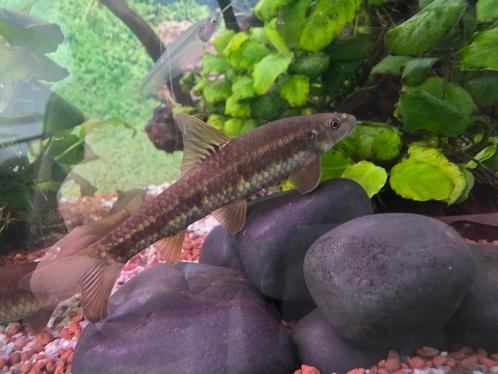5x Siamese algeneter, Dieren en Toebehoren, Vissen | Aquariumvissen, Vis