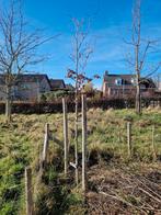 Beukenboom groen "Fagus sylvatica", Tuin en Terras, Planten | Bomen, Ophalen, Bloeit niet, Halfschaduw, Overige soorten