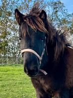 Te koop diverse Appaloosa mini ponies., Dieren en Toebehoren, Niet van toepassing, A pony (tot 1.17m), Meerdere dieren, Gechipt