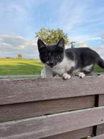 Lieve kittens beschikbaar