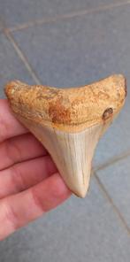 Megalodon fossiele haaientand uit Indonesië, Verzamelen, Mineralen en Fossielen, Ophalen of Verzenden, Fossiel