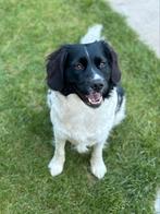 2 hele lieve friese stabij’s, Dieren en Toebehoren, Honden | Retrievers, Spaniëls en Waterhonden, Rabiës (hondsdolheid), Overige rassen