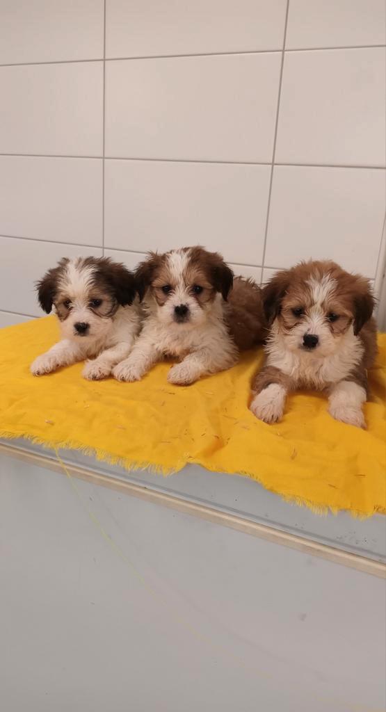 Boomer pups maltezer shih tzu lhasa apso teckel puppy hond, Dieren en Toebehoren, Honden | Chihuahua's en Gezelschapshonden, Meerdere dieren