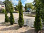 Coniferen, Tuin en Terras, Bloeit niet, Halfschaduw, 100 tot 250 cm, Overige soorten