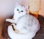 Britse Korthaar | Black Silver Shaded | Dek Kater | 🐈, 0 tot 2 jaar