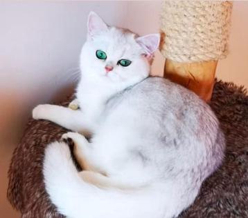 Britse Korthaar | Black Silver Shaded | Dek Kater | 🐈 beschikbaar voor biedingen