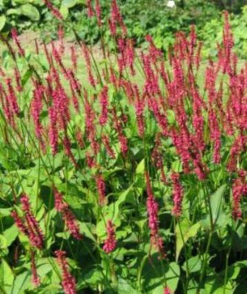 duizendknoop Persicaria amplexicaulis 'Speciosa' beschikbaar voor biedingen