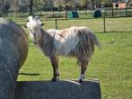 Landgeit bok, Dieren en Toebehoren, Schapen, Geiten en Varkens, Mannelijk, Geit, 0 tot 2 jaar