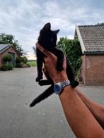 Lieve kittens, Kater