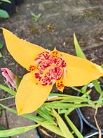 Mooie Trigidia pavonia Aurea vrij zeldzaam, Tuin en Terras, Planten | Tuinplanten, Ophalen, Zomer