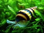 Helena slakken, Dieren en Toebehoren, Vissen | Aquariumvissen, Slak of Weekdier, Zoetwatervis, Schoolvis