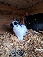 Lotharinger dwerg - konijn - ram - mannetje - dwergkonijn, Dieren en Toebehoren, Konijnen, Mannelijk, Dwerg, 3 tot 5 jaar