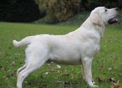 2 hele mooie dek reuen met stamboom, Dieren en Toebehoren, Honden | Retrievers, Spaniëls en Waterhonden, Reu, Labrador retriever