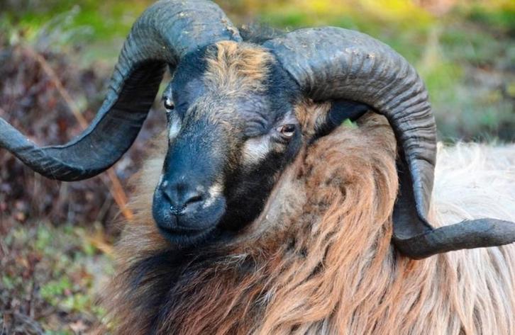 Drents heide schaap,  1 jonge ram, Dieren en Toebehoren, Schapen, Geiten en Varkens, Schaap, Mannelijk, 0 tot 2 jaar