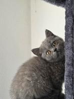 Britse korthaar kittens mogen ze verhuizen, Dieren en Toebehoren, Meerdere dieren, Gechipt