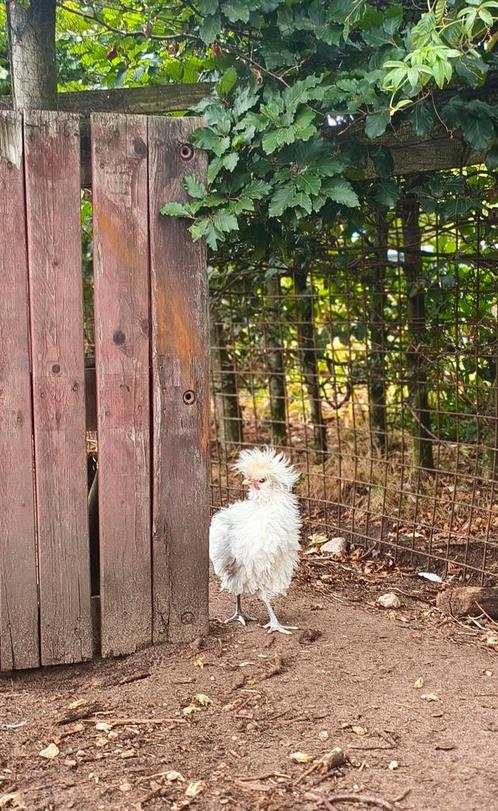 Krul padua kuifhoen haan., Dieren en Toebehoren, Pluimvee, Kip, Mannelijk