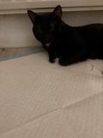 Kater net geen jaar, Kater