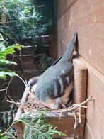 Dolksteek duiven, Dieren en Toebehoren, Vogels | Overige Vogels, Meerdere dieren, Tropenvogel, Geringd