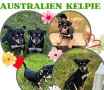 Australian kelpie puppy's, Dieren en Toebehoren, Particulier, Rabiës (hondsdolheid), Overige rassen, 8 tot 15 weken