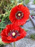 Biologische zaden van grote Rode klaproos, Tuin en Terras, Ophalen of Verzenden, Voorjaar, Volle zon, Zaad