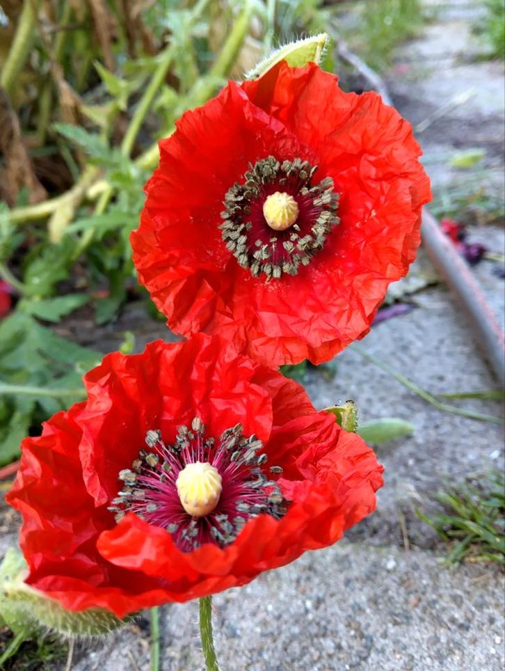 Biologische zaden van grote Rode klaproos, Tuin en Terras, Bloembollen en Zaden, Zaad, Voorjaar, Volle zon, Ophalen of Verzenden
