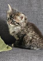 4 mooie kittens 9 weken oud., Dieren en Toebehoren, Katten en Kittens | Overige Katten, Meerdere dieren, 0 tot 2 jaar