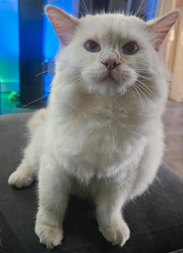 Ragdoll dekkater fawn mitted point(cinnamon)met stamboom  beschikbaar voor biedingen